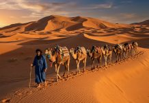 How to Visit the Sahara Desert: Tour vs Self-Drive & Planning Steps Camel caravan crossing golden sand dunes of Erg Chebbi in Merzouga Morocco at sunset