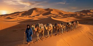 10 Days in Morocco: The Ultimate Itinerary (Imperial Cities to the Sahara) Camel caravan crossing golden sand dunes of Erg Chebbi in Merzouga Morocco at sunset