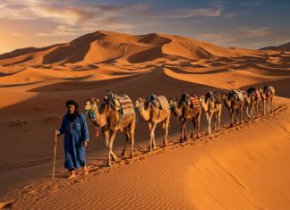 10 Days in Morocco: The Ultimate Itinerary (Imperial Cities to the Sahara) Camel caravan crossing golden sand dunes of Erg Chebbi in Merzouga Morocco at sunset