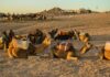 Agafay Desert Guide: Camps, Day Trips, Costs & Getting There A group of camels resting in the Agafay desert with riders nearby under a warm sunset.