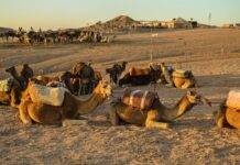 Agafay Desert Guide: Camps, Day Trips, Costs & Getting There A group of camels resting in the Agafay desert with riders nearby under a warm sunset.