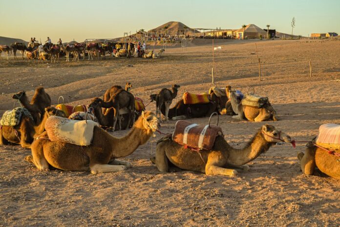 Photo by Uncle mom’s A group of camels resting in the Agafay desert with riders nearby under a warm sunset.
