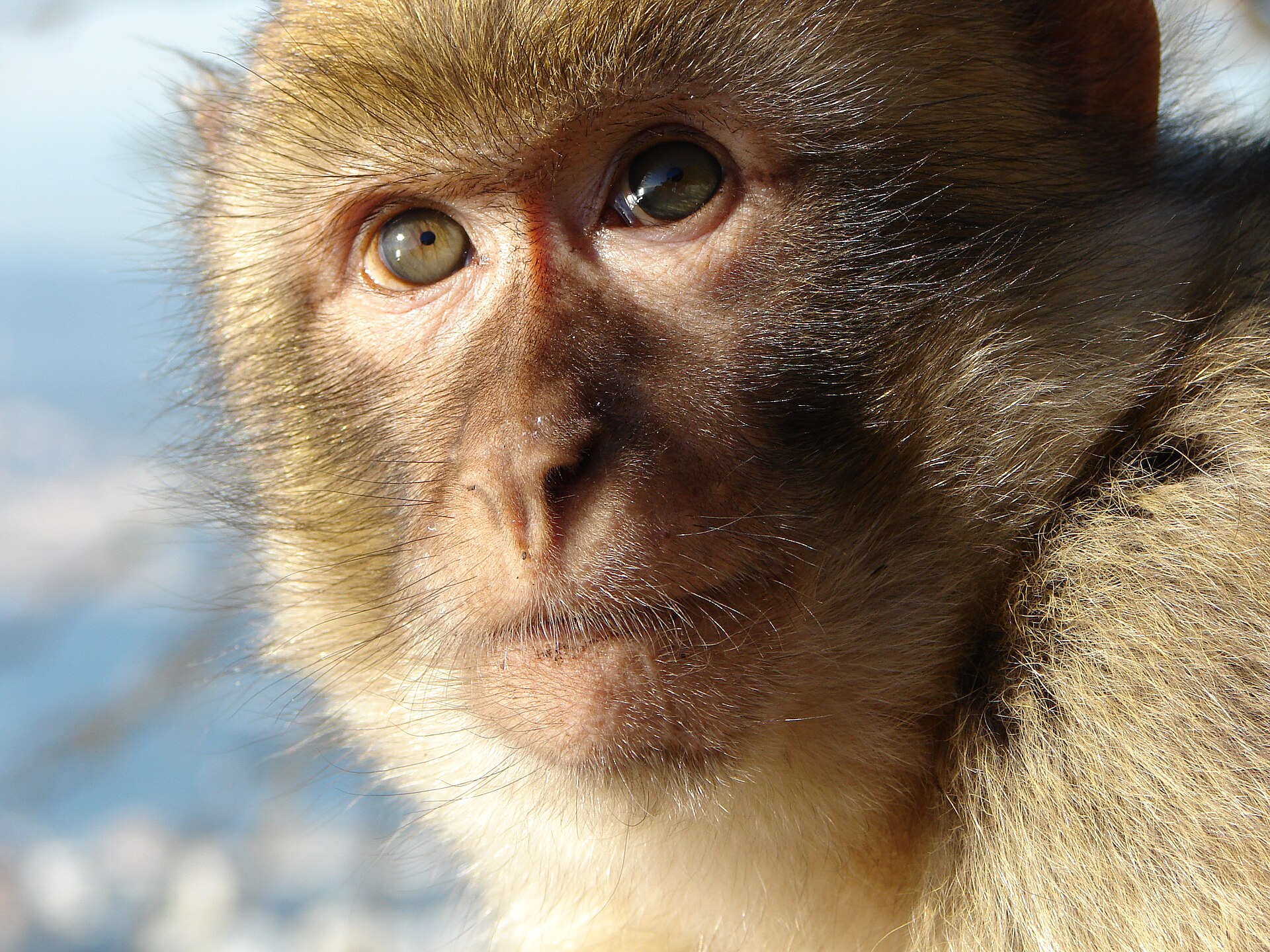 Barbary macaque, the endangered monkey species that lives around the Ouzoud falls
