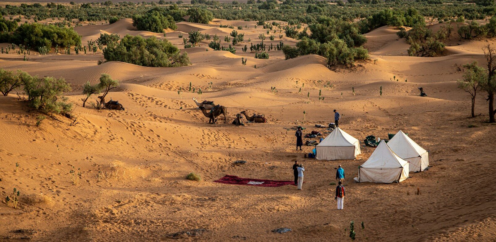 Desert camp with tents at dusk, the hour to arrive in desert Agafay