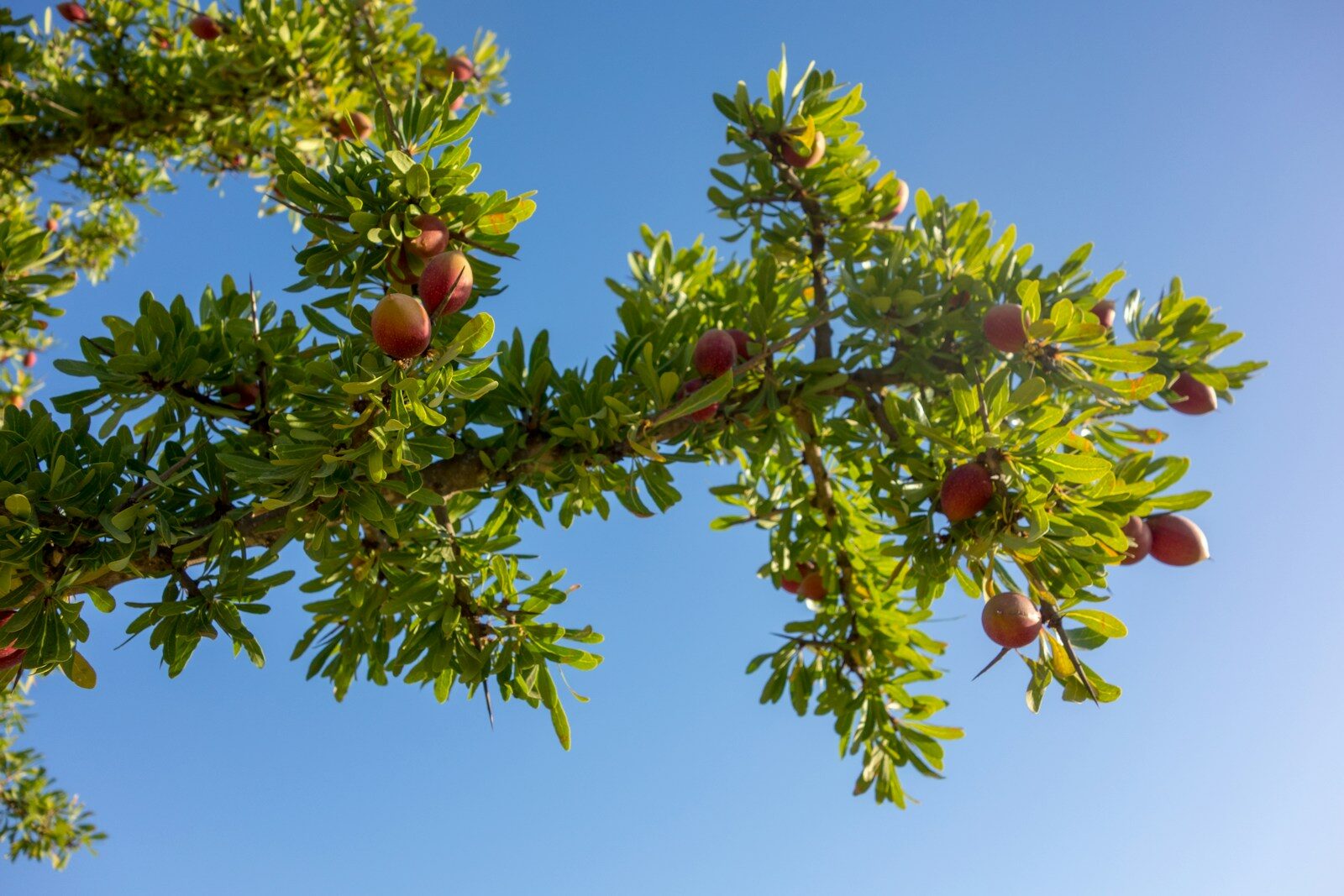 Fruit ripening on a tree in the argan region near Agadir, Morocco