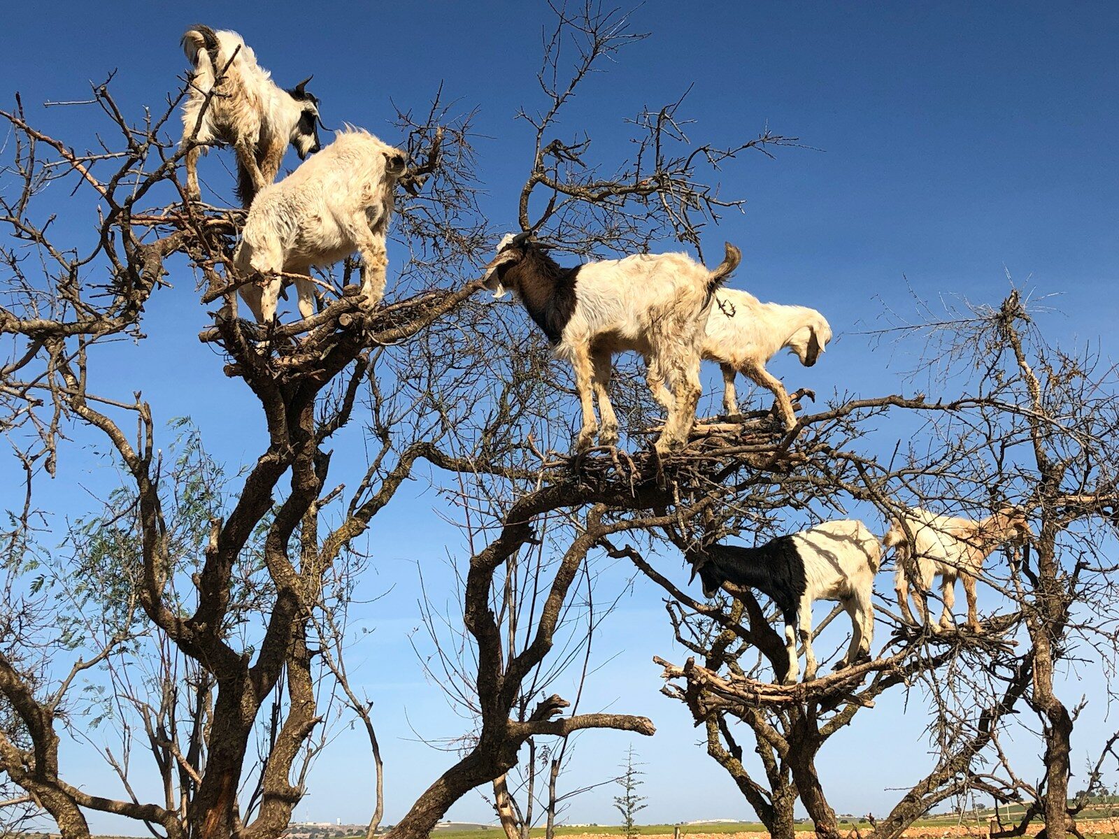 Goats standing on the branches of an argan tree in Morocco