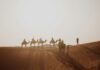Morocco Itinerary: 6 Perfect Routes From 5 Days to 3 Weeks Morocco itinerary highlight: camel caravan crossing the Erg Chebbi dunes near Merzouga