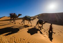 Morocco Sahara Desert Tour: 9 Tips for an Unforgettable Trip Camel guide leading camels across the dunes on a Morocco Sahara desert tour