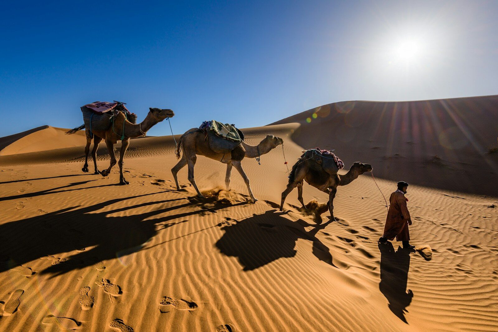 Camel guide leading camels across the dunes on a Morocco Sahara desert tour