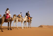 Morocco Desert Tour Guide: Agafay, 3-Day Merzouga & 5-Day Marrakech to Fes Compared (2026) Camel caravan crossing the Erg Chebbi dunes near Merzouga at sunset on a Morocco desert tour