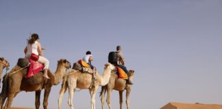 Morocco Desert Tour Guide: Agafay, 3-Day Merzouga & 5-Day Marrakech to Fes Compared (2026) Camel caravan crossing the Erg Chebbi dunes near Merzouga at sunset on a Morocco desert tour