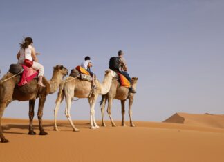 Morocco Desert Tour Guide: Agafay, 3-Day Merzouga & 5-Day Marrakech to Fes Compared (2026) Camel caravan crossing the Erg Chebbi dunes near Merzouga at sunset on a Morocco desert tour