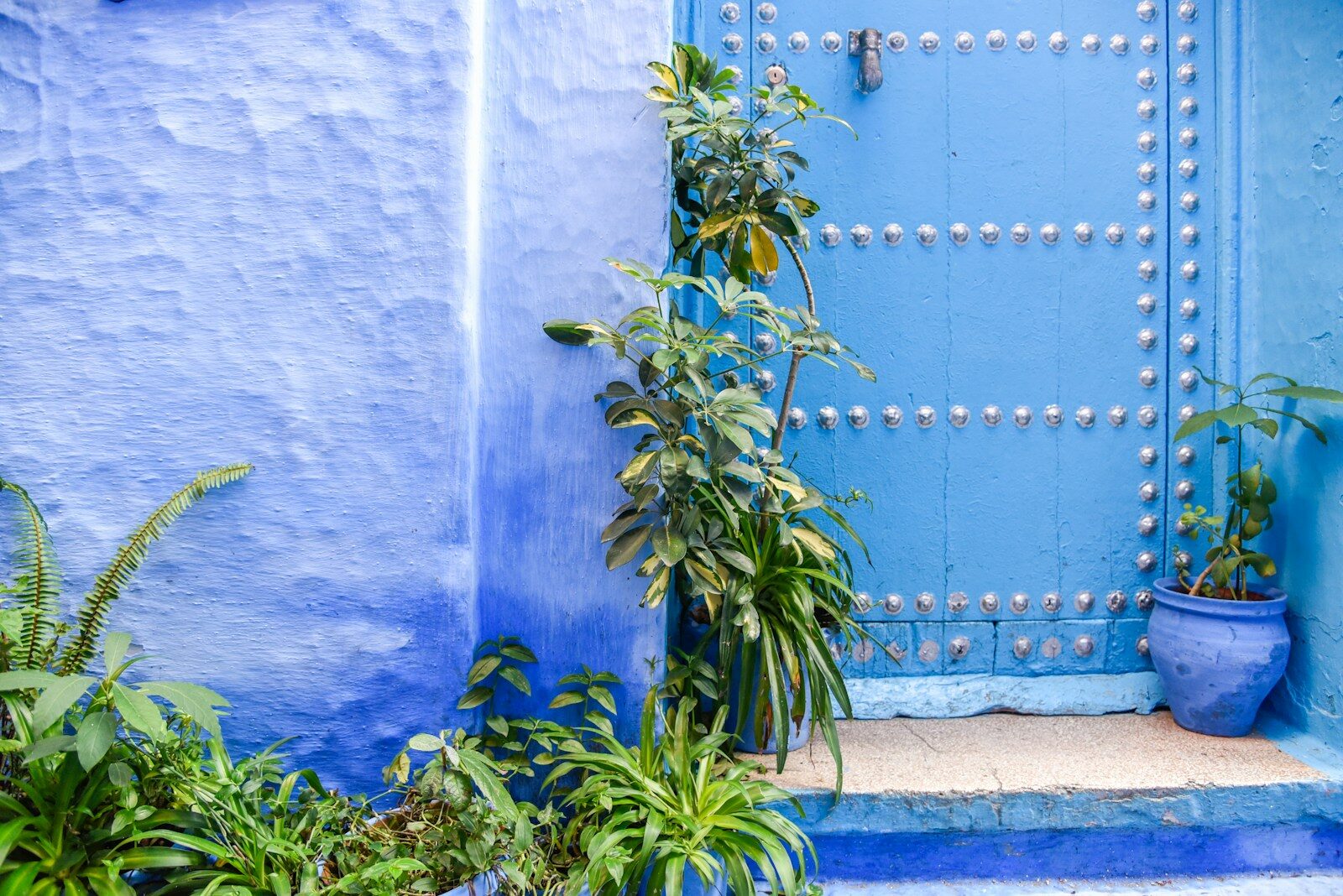 Blue painted door with a potted plant, one of the classic photo spots in Morocco's blue city